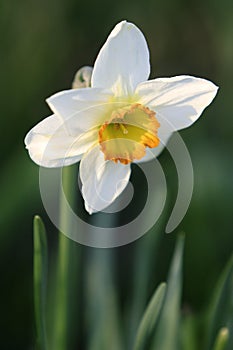 Blooming PoetÃ¢â¬â¢s Narcissus flower, know also as PoetÃ¢â¬â¢s Daffodil, Nargis, PhesantÃ¢â¬â¢s eye, Findern flower or Pinkster lily - photo